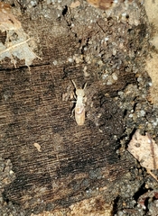 Termitoidae