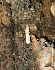 Termitoidae