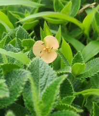 Murdannia lanuginosa