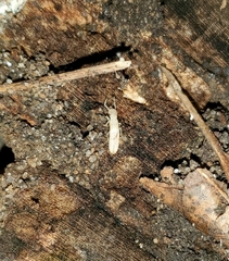Termitoidae