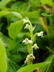 Habenaria brachyphylla