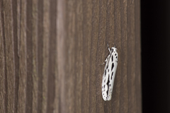 Ethmia maculata