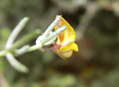 Aspalathus digitifolia