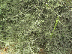 Aspalathus digitifolia