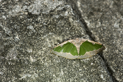 Celenna festivaria