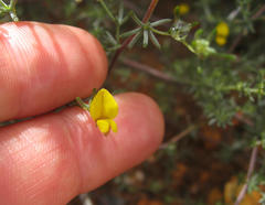 Aspalathus digitifolia