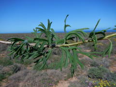 Pelargonium karooicum