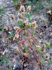 Plantago arenaria