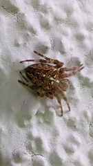 Araneus diadematus