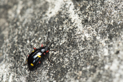 Eumorphus quadriguttatus pulchripes