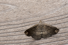 Adrapsa quadrilinealis