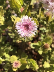 Streptoglossa decurrens