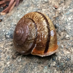 Helminthoglypta exarata