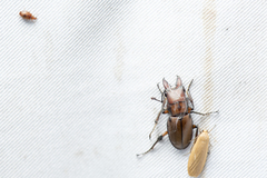 Cyclommatus scutellaris