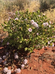 Streptoglossa decurrens