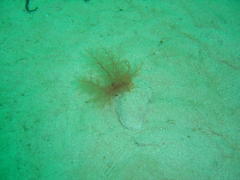 Thyone aurea