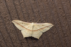 Timandra convectaria