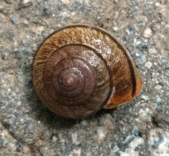 Helminthoglypta exarata