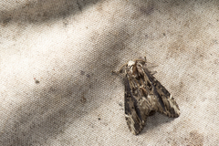 Hexafrenum maculifer