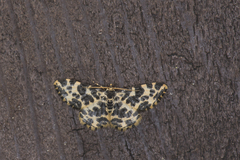 Monocerotesa abraxides