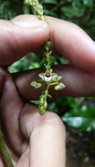 Appendicula anceps