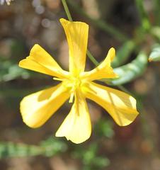 Moraea maximiliani
