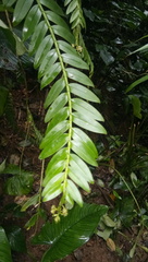 Appendicula anceps