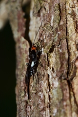 Callibracon capitator