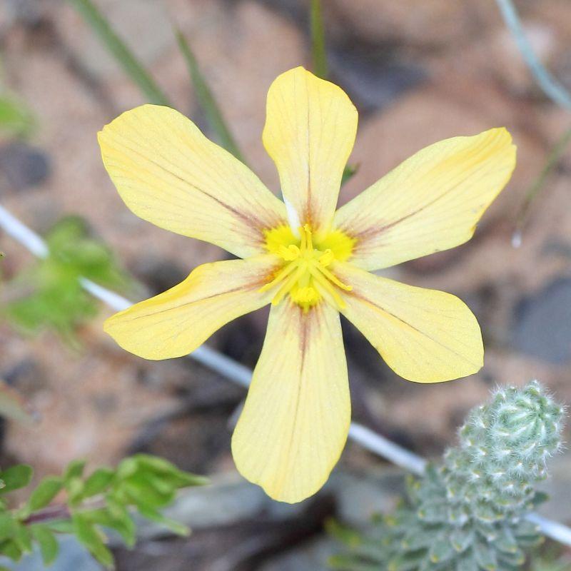 Umbellatae