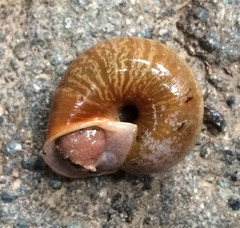 Helminthoglypta exarata