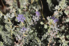 Dicrastylis lewellinii