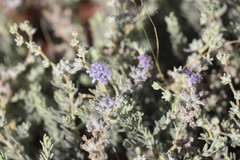 Dicrastylis lewellinii