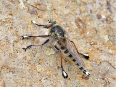 Promachus gomerae