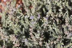 Dicrastylis lewellinii