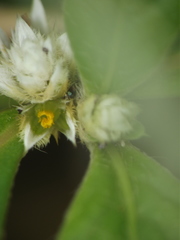 Alternanthera ficoidea