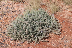 Dicrastylis lewellinii