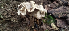 Craterellus undulatus