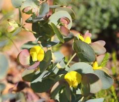 Rafnia amplexicaulis