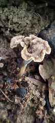 Craterellus undulatus