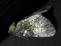 Dysmilichia gemella