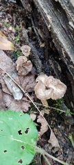 Craterellus undulatus