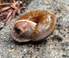 Helminthoglypta exarata