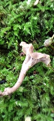 Craterellus undulatus