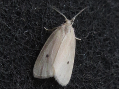 Miltochrista calamina