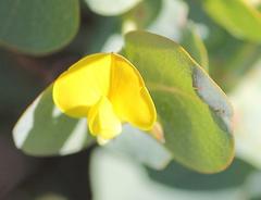 Rafnia amplexicaulis