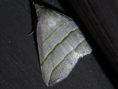 Colobochyla salicalis