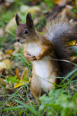Sciurus vulgaris
