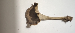 Craterellus undulatus