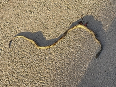 Hemorrhois hippocrepis