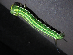 Sphinx morio arestus